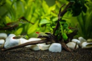 rummynose tetra planted tank