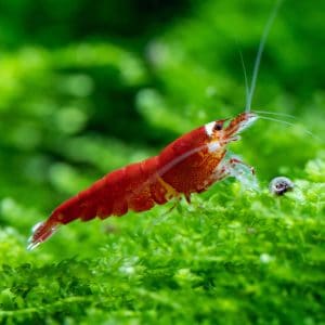 santa crystal red shrimp