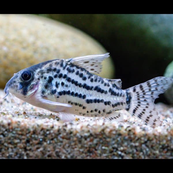 Schwartz corydora catfish (Corydoras schwartzi).