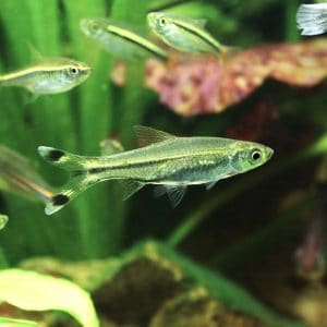 Scissortail rasbora (Rasbora trilineata).