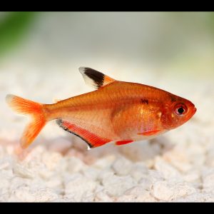 Serpae tetra (Hyphessobrycon eques).