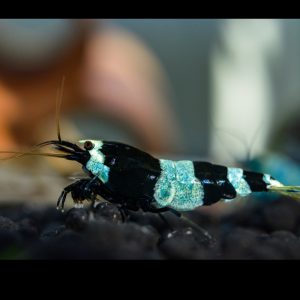 shadow panda shrimp