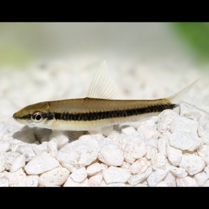 Siamese algae eater fish (Crossocheilus oblongus).