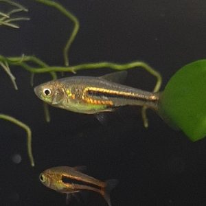 Siamese dwarf rasbora (Trigonostigma somphongsi).