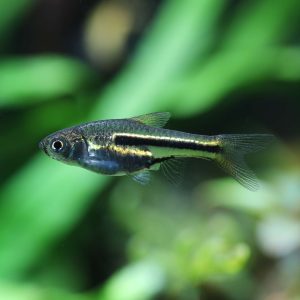 Siamese dwarf rasbora (Trigonostigma somphongsi).