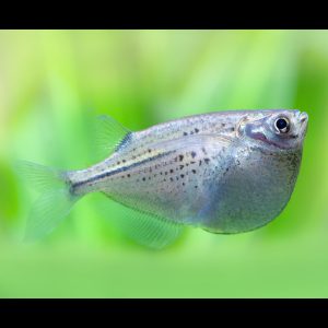 Silver hatchetfish (Gasteropelecus sternicla).