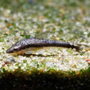 Silver otocinclus (Otocinclus vestitus).