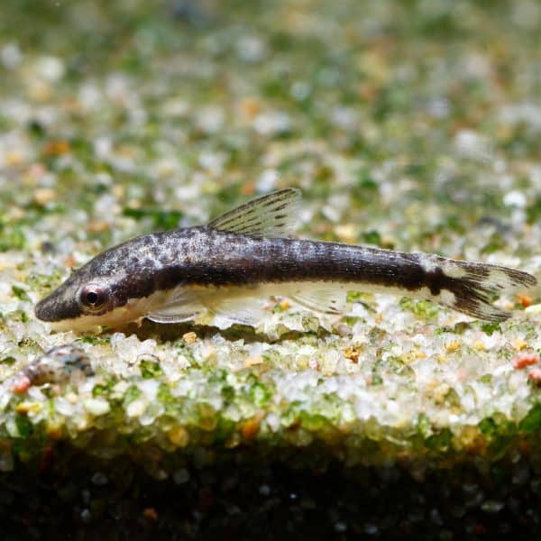 Silver otocinclus (Otocinclus vestitus).