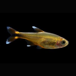 Silvertip tetra fish (Hasemania nana).