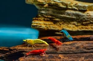 Red yellow and blue neocaridina shrimp on driftwood