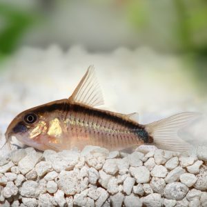 Skunk corydora catfish (Corydoras arcuatus)