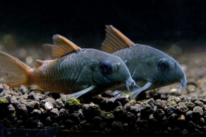 Slate corydora catfish (Corydoras concolor).