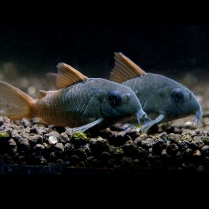 Slate corydora catfish (Corydoras concolor).