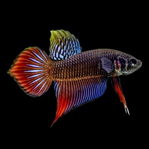 Spade tail betta fish (Betta splendens).