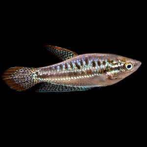 Sparkling gourami fish (Trichopsis pumila).