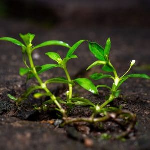 staurogyne repens planted tank