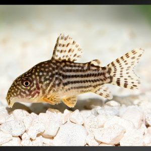sterbai corydora fish side profile