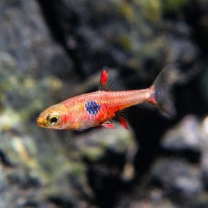 Strawberry rasbora (Boraras naevus).