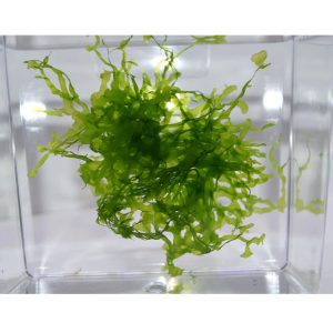 subwassertang planted tank