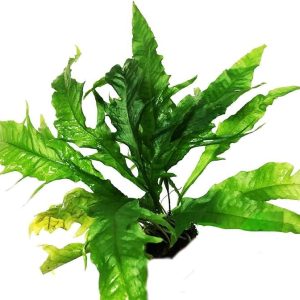 sunrise java fern planted tank
