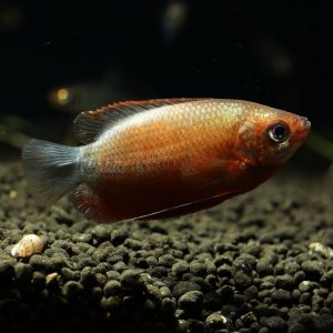 Sunset thicklip gourami fish (Trichogaster labiosa).