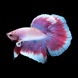 Super delta betta fish (Betta splendens).