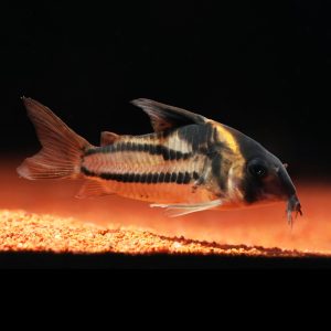 Super parallelus corydora catfish (Corydoras sp. aff. parallelus CW127).