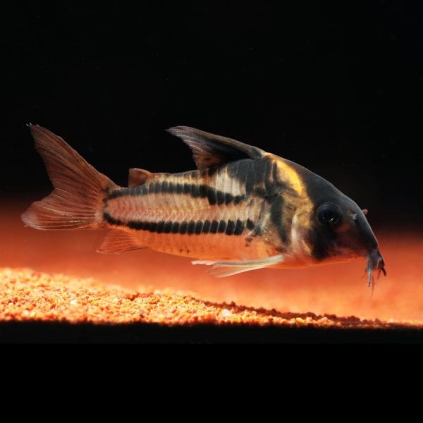 Super parallelus corydora catfish (Corydoras sp. aff. parallelus CW127).