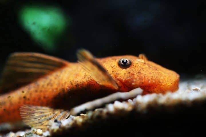 Super red bristlenose pleco catfish (Ancistrus sp. "Super Red").