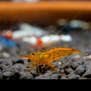 tangerine tiger shrimp