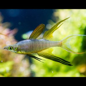 Threadfin rainbowfish (Iriatherina werneri).