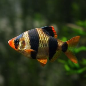 Tiger barb (Puntius tetrazona).