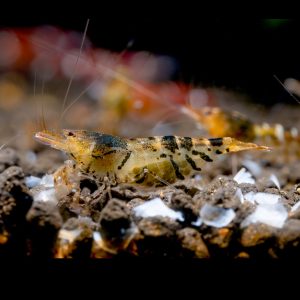 Wild Type Tiger Shrimp