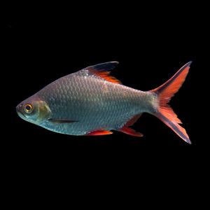 Tinfoil barb (Barbonymus schwanenfeldii).
