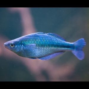 Turquoise rainbowfish (Melanotaenia lacustris).