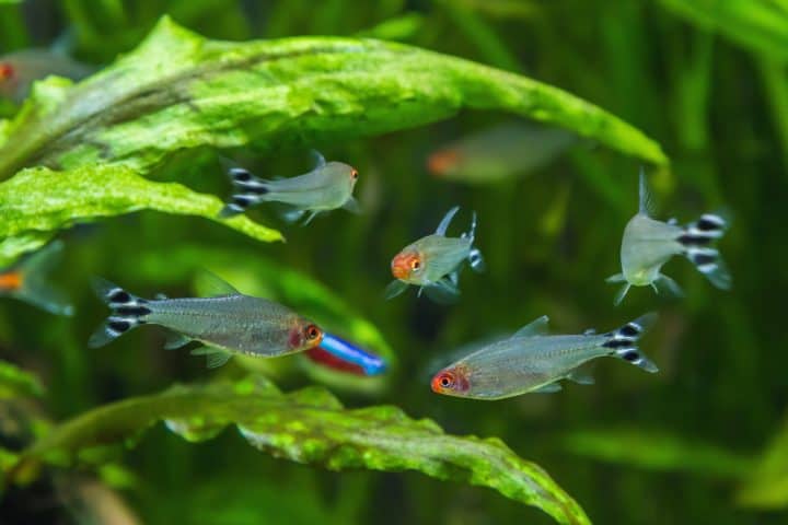 Rummynose tetra fishes schoaling
