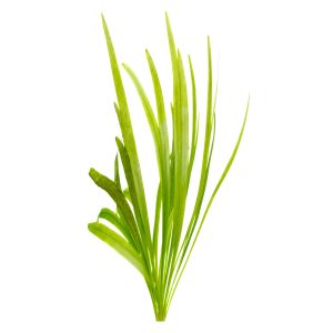 vallisneria planted tank
