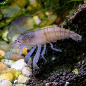vampire viper shrimp