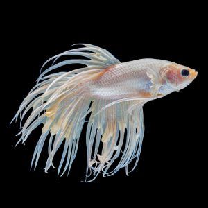 White crown tail betta fish (Betta splendens).