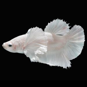 White elephant ear betta fish (Betta splendens).
