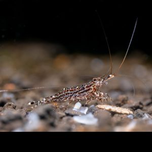 white orchid sulawesi shrimp