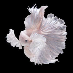White rose tail betta fish (Betta splendens).