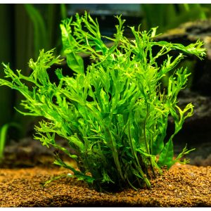 windelov java fern planted tank