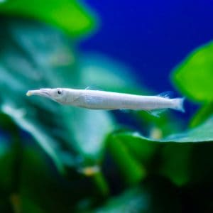 Wrestling halfbeak fish (Dermogenys pusilla).