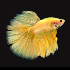 Yellow feather tail betta fish (Betta splendens).