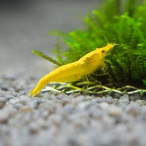 yellow golden back shrimp