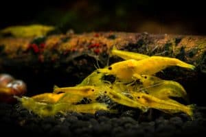 Adult and juvenile yellow neocaridina shrimp colony.