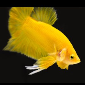 Yellow plakat betta fish (Betta splendens).