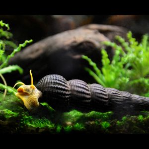 yellow rabbit freshwater snail