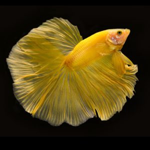 Rellow rose tail betta fish (Betta splendens).